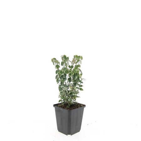 Euonymus fort. 'Emerald Gaiety' geen maat specificatie 0,55L/P9cm - afbeelding 13
