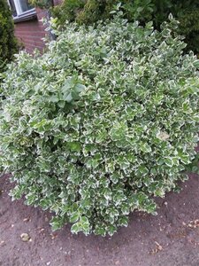 Euonymus fort. 'Emerald Gaiety' geen maat specificatie 0,55L/P9cm - afbeelding 9