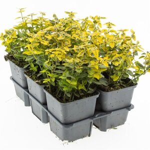 Euonymus fort. 'Emerald 'n' Gold' 10-15 cm 0,55L/P9cm - afbeelding 2