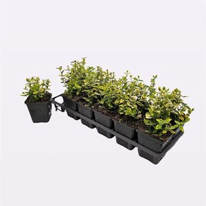 Euonymus fort. 'Emerald 'n' Gold' 10-15 cm 0,55L/P9cm