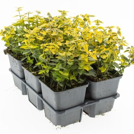 Euonymus fort. 'Emerald 'n' Gold' 10-15 cm 0,55L/P9cm - afbeelding 2