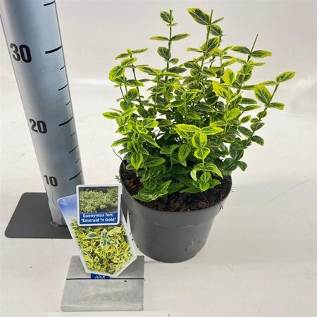 Euonymus fort. 'Emerald 'n' Gold' 20-25 cm cont. 2,0L - afbeelding 4