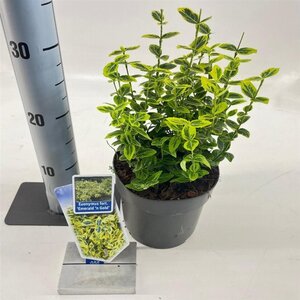Euonymus fort. 'Emerald 'n' Gold' 20-25 cm cont. 2,0L - afbeelding 4