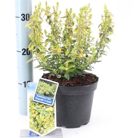 Euonymus fort. 'Emerald 'n' Gold' 20-25 cm cont. 2,0L - afbeelding 5