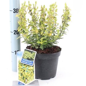 Euonymus fort. 'Emerald 'n' Gold' 20-25 cm cont. 2,0L - afbeelding 5