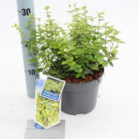 Euonymus fort. 'Emerald 'n' Gold' 20-25 cm cont. 2,0L - afbeelding 6