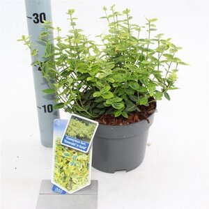 Euonymus fort. 'Emerald 'n' Gold' 20-25 cm cont. 2,0L - afbeelding 6