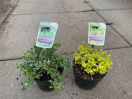 Euonymus fort. 'Emerald 'n' Gold' 20-25 cm cont. 2,0L - afbeelding 7