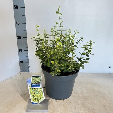 Euonymus fort. 'Emerald 'n' Gold' 30-40 cm cont. 5,0L - afbeelding 1