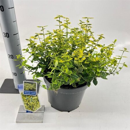 Euonymus fort. 'Emerald 'n' Gold' 30-40 cm cont. 5,0L - afbeelding 2