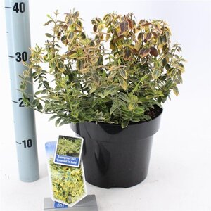 Euonymus fort. 'Emerald 'n' Gold' 40-50 cm cont. 10L - afbeelding 2