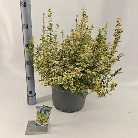 Euonymus fort. 'Emerald 'n' Gold' 40-50 cm cont. 10L - image 2
