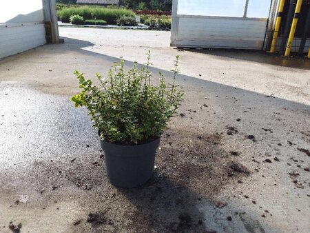 Euonymus fort. 'Emerald 'n' Gold' 40-50 cm cont. 10L - image 4