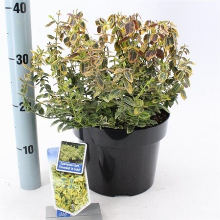 Euonymus fort. 'Emerald 'n' Gold' 40-50 cm cont. 10L - image 3
