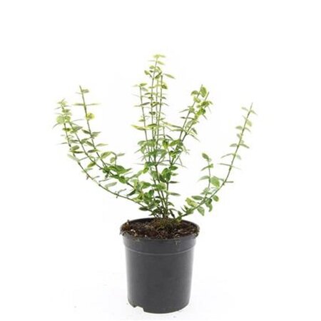 Euonymus fort. 'Emerald 'n' Gold' geen maat specificatie cont. 1,5L