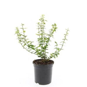 Euonymus fort. 'Emerald 'n' Gold' geen maat specificatie cont. 1,5L