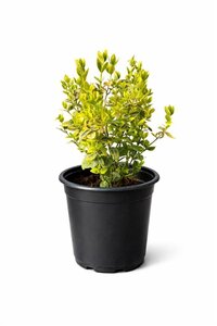 Euonymus fort. 'Emerald 'n' Gold' geen maat specificatie cont. 1,5L