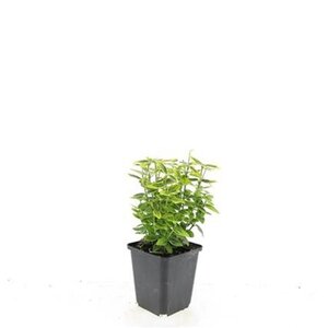 Euonymus fort. 'Emerald 'n' Gold' geen maat specificatie 0,55L/P9cm