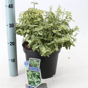 Euonymus fort. Golden Harlequin 40-50 cm cont. 5,0L