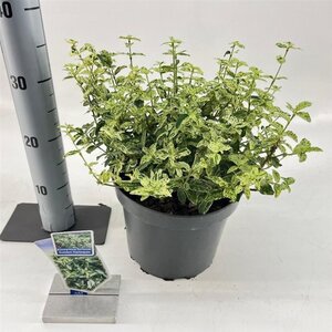 Euonymus fort. Golden Harlequin 40-50 cm cont. 5,0L - afbeelding 2