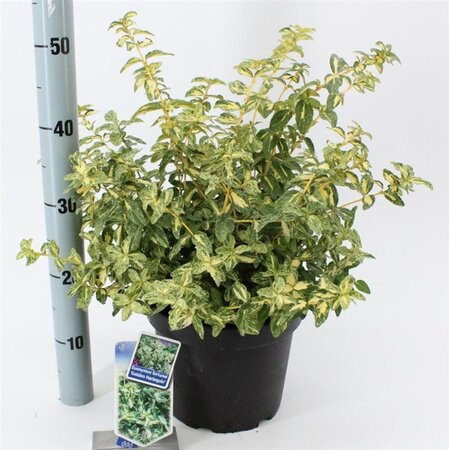 Euonymus fort. Golden Harlequin 40-50 cm cont. 5,0L - afbeelding 3
