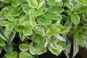 Euonymus fort. 'Harlequin' 25-30 cm cont. 3,0L