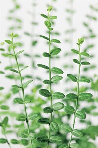 Euonymus fort. 'Minimus' 25-30 cm cont. 3,0L - afbeelding 2