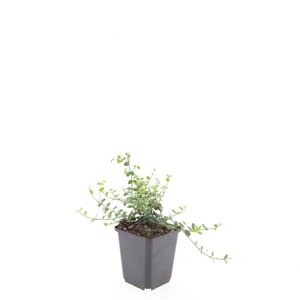 Euonymus fort. 'Minimus' geen maat specificatie 0,55L/P9cm - afbeelding 6