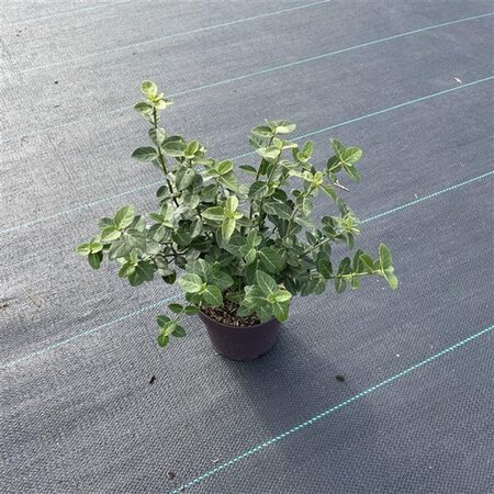 Euonymus fortunei radicans 15-20 cm cont. 1,5L