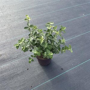 Euonymus fortunei radicans 15-20 cm cont. 1,5L