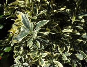 Euonymus jap. 'Bravo' 25-30 cm cont. 3,0L