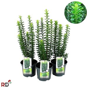 Euonymus jap. 'Green Rocket' 30-40 cm cont. 3,0L