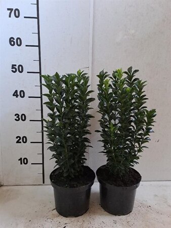 Euonymus jap. 'Green Spire' 30-40 cm cont. 2,0L