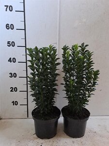 Euonymus jap. 'Green Spire' 30-40 cm cont. 2,0L