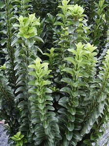 Euonymus jap. 'Green Spire' geen maat specificatie 0,55L/P9cm - afbeelding 7