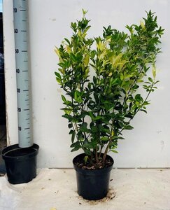 Euonymus jap. Himalaya 60-80 cm cont. 5,0L