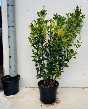 Euonymus jap. Himalaya 60-80 cm cont. 5,0L - image 1