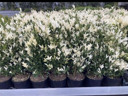 Euonymus jap. Himalaya 60-80 cm cont. 5,0L - image 2