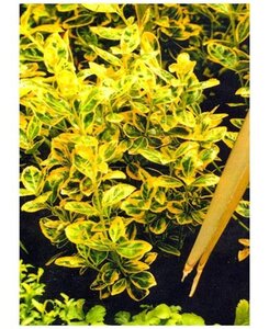 Euonymus jap. 'Ovatus Aureus' 25-30 cm cont. 3,0L