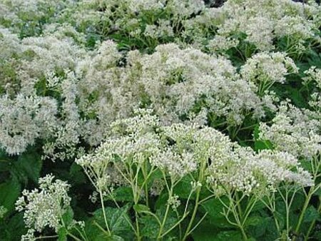Eupatorium mac. 'Album' geen maat specificatie 0,55L/P9cm - afbeelding 3