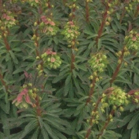 Euphorbia martini geen maat specificatie 0,55L/P9cm - afbeelding 2