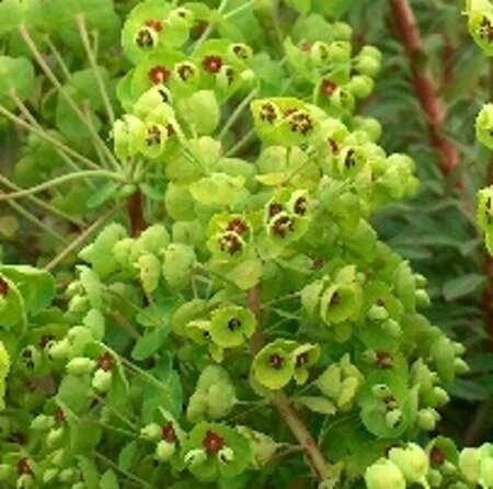 Euphorbia martini geen maat specificatie 0,55L/P9cm - afbeelding 3