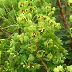 Euphorbia martini geen maat specificatie 0,55L/P9cm - afbeelding 3