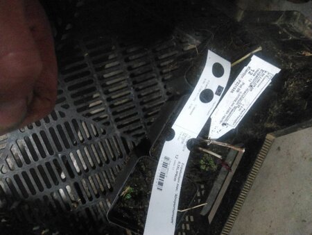 Eupatorium mac. 'Atropurpureum' geen maat specificatie 0,55L/P9cm - afbeelding 3