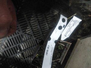 Eupatorium mac. 'Atropurpureum' geen maat specificatie 0,55L/P9cm - afbeelding 3