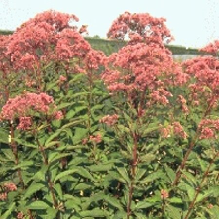 Eupatorium mac. 'Atropurpureum' geen maat specificatie 0,55L/P9cm - afbeelding 4