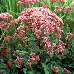Eupatorium mac. 'Atropurpureum' geen maat specificatie 0,55L/P9cm - afbeelding 5