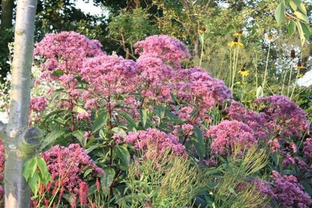 Eupatorium mac. 'Riesenschirm' geen maat specificatie 0,55L/P9cm - afbeelding 1