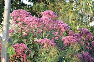 Eupatorium mac. 'Riesenschirm' geen maat specificatie 0,55L/P9cm - afbeelding 1