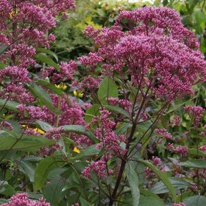 Eupatorium mac. 'Riesenschirm' geen maat specificatie 0,55L/P9cm - afbeelding 2